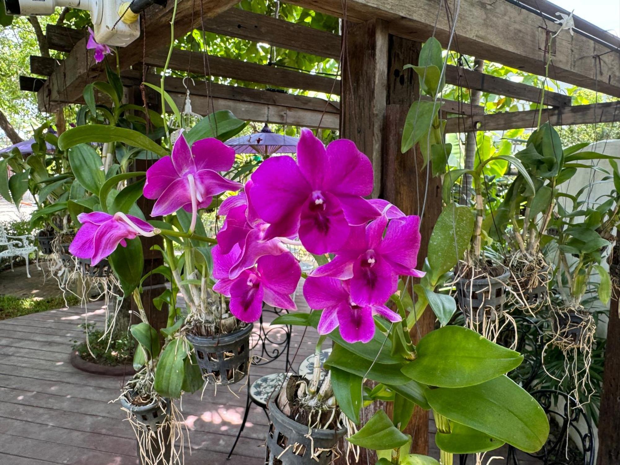Chiang Mai Las Orquideas Resort المظهر الخارجي الصورة