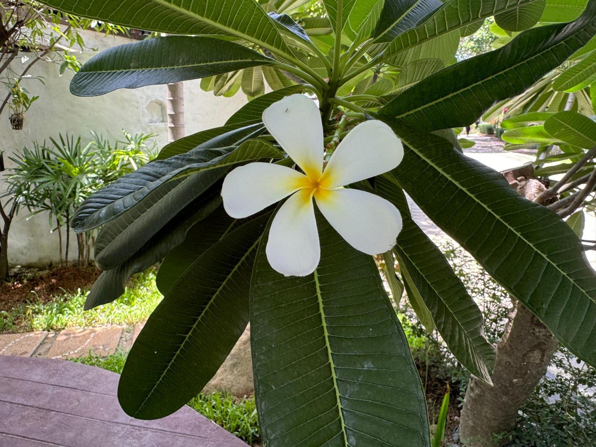 Chiang Mai Las Orquideas Resort المظهر الخارجي الصورة