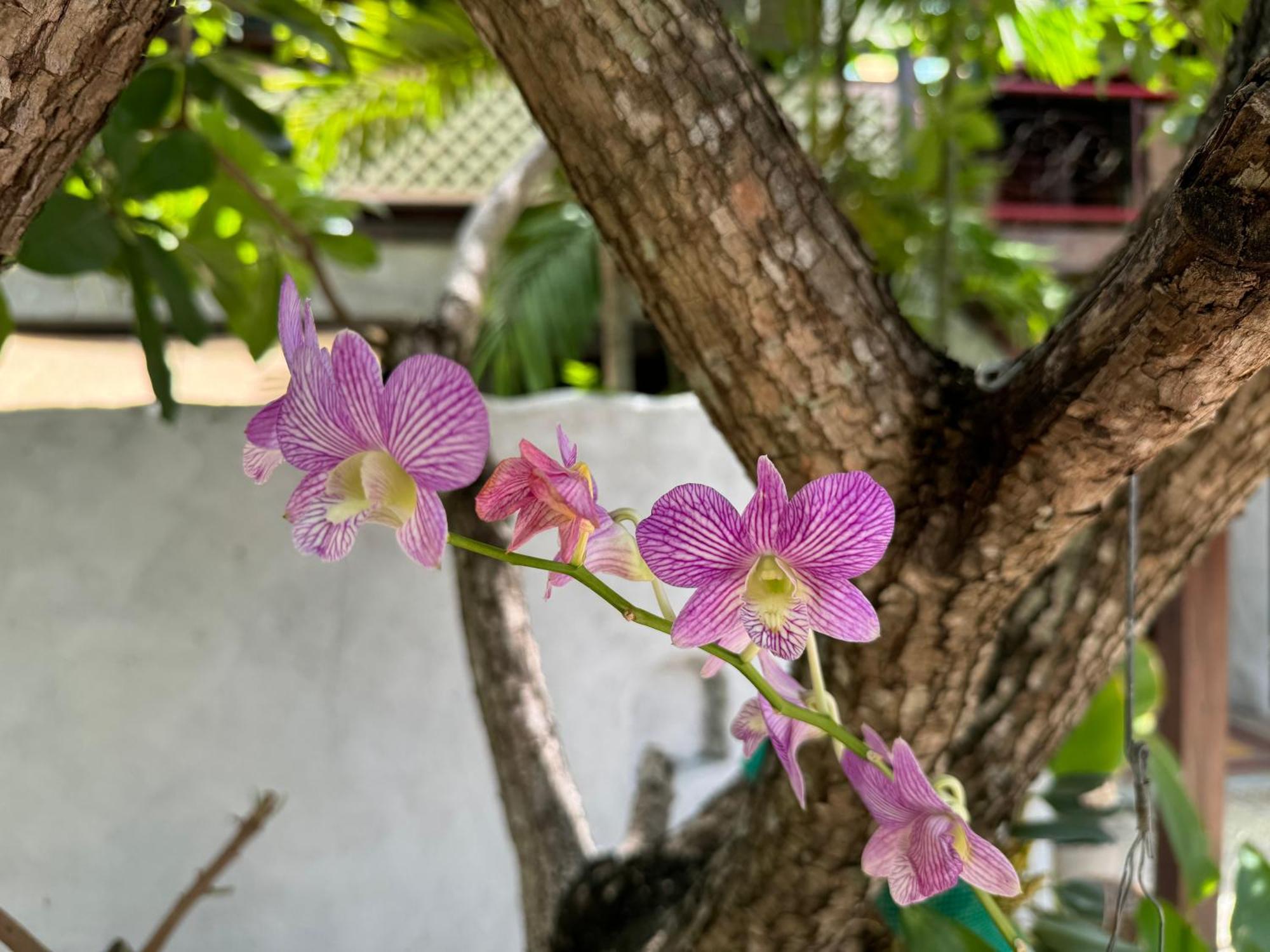 Chiang Mai Las Orquideas Resort المظهر الخارجي الصورة
