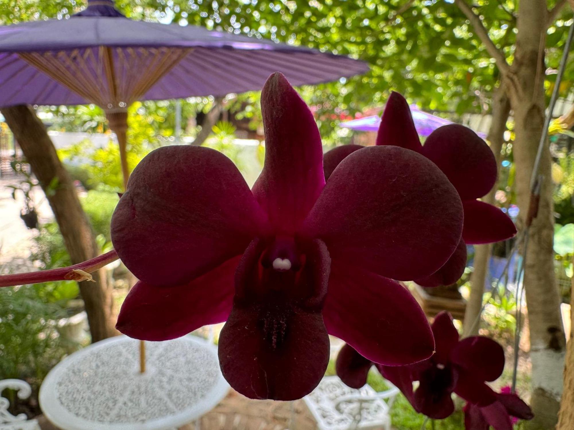 Chiang Mai Las Orquideas Resort المظهر الخارجي الصورة